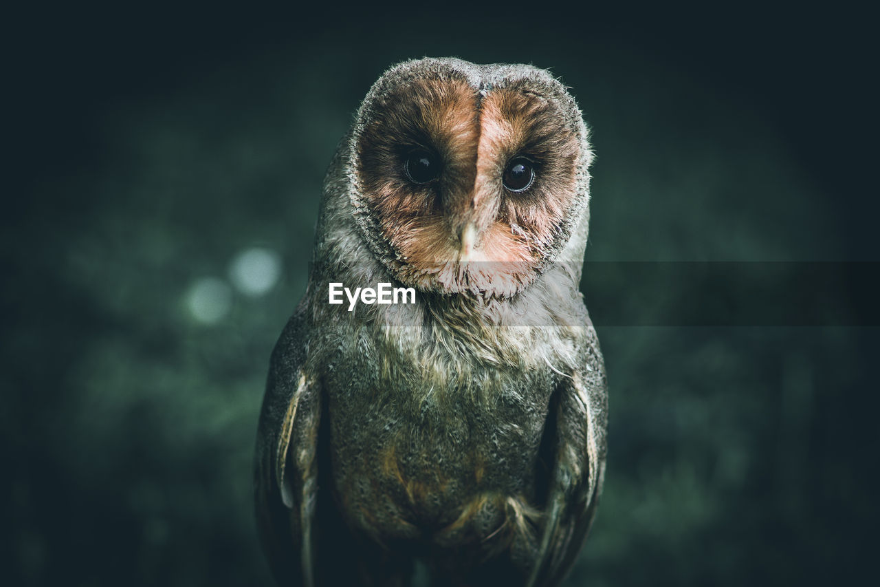 Close-up portrait of owl