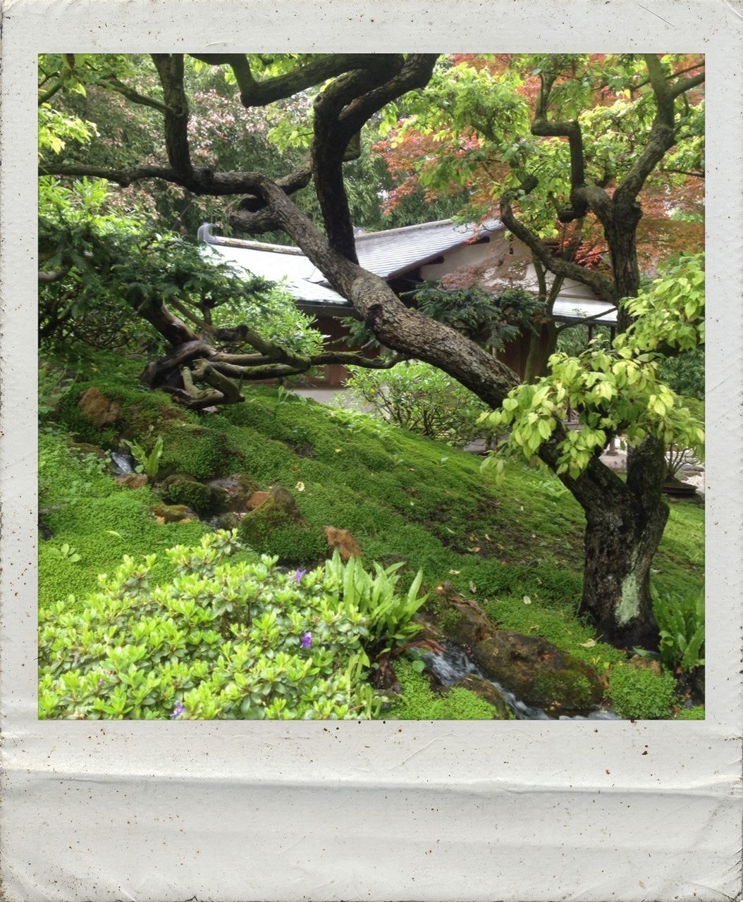 Garden with green plants and tree
