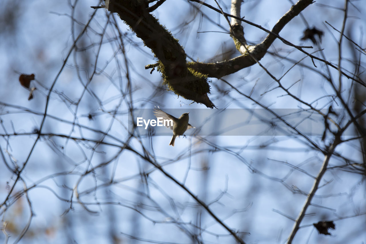 winter, bird, animal, animal themes, wildlife, animal wildlife, tree, branch, nature, spring, bird of prey, sky, one animal, plant, snow, bald eagle, no people, eagle, flying, outdoors, bare tree, beauty in nature, hawk, cold temperature, day