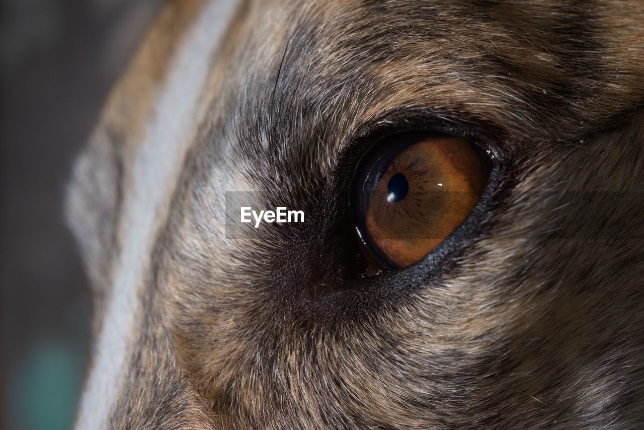 one animal, animal, animal themes, close-up, pet, nose, animal body part, eye, animal eye, mammal, human eye, whiskers, snout, dog, domestic animals, animal head, animal hair, human head, canine, brown, carnivore, puppy, extreme close-up, portrait