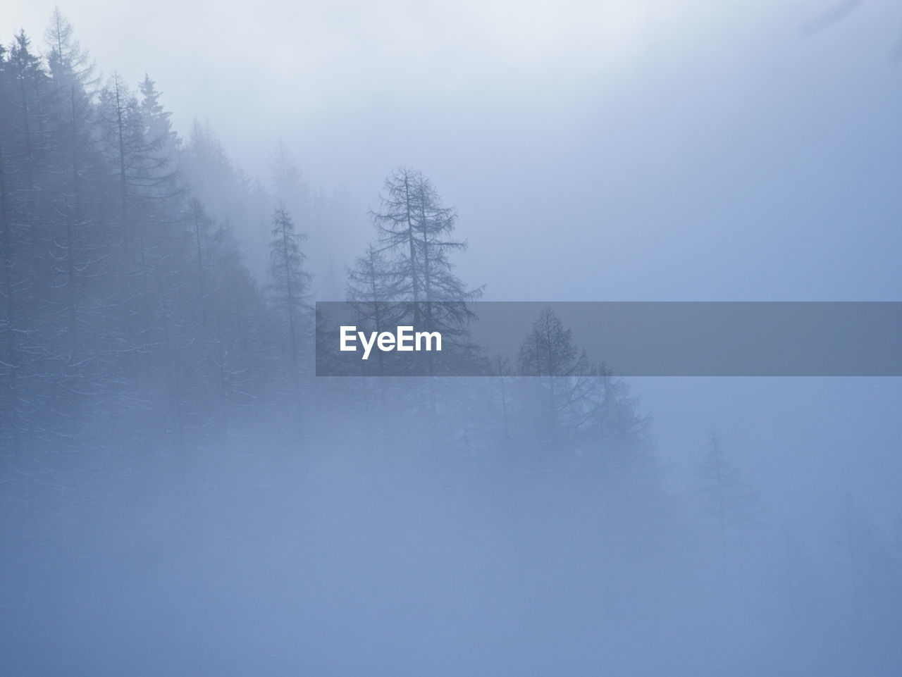 Low angle view of trees during winter against sky