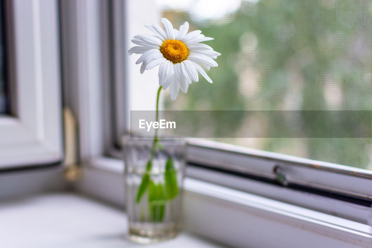 flower, flowering plant, plant, freshness, window, nature, beauty in nature, yellow, fragility, flower head, white, no people, glass, outdoors, green, close-up, focus on foreground, inflorescence, vase, day, daisy, selective focus, petal, simplicity, floristry, springtime, window sill, growth, lifestyles, table
