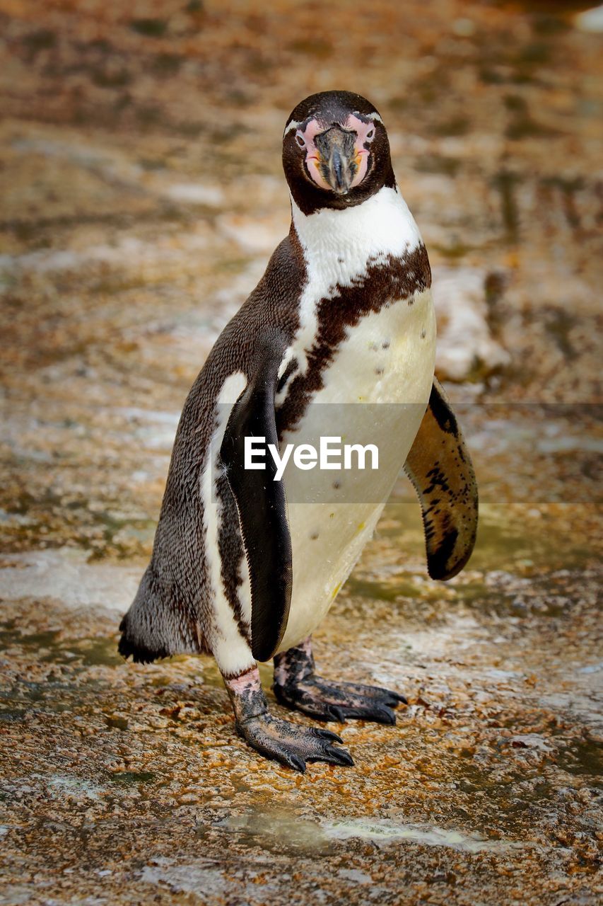 Penguin looking at camera
