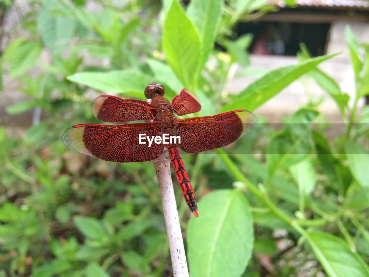 Close-up of dragonfly on plant