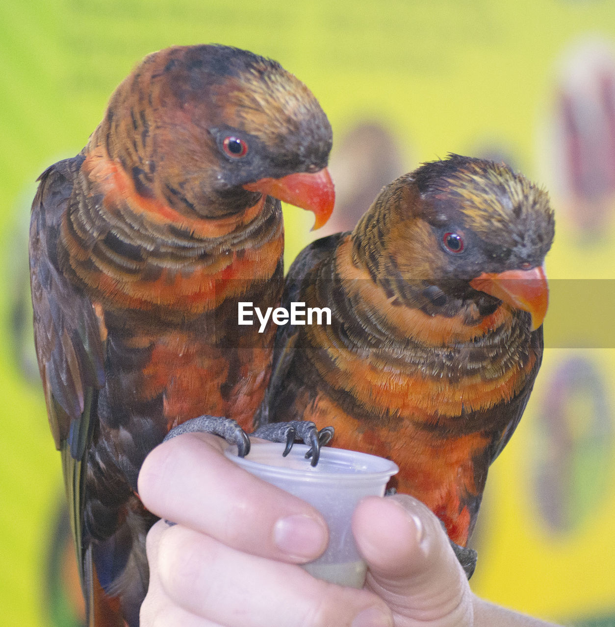 Close-up of lorikeets on cropped hand