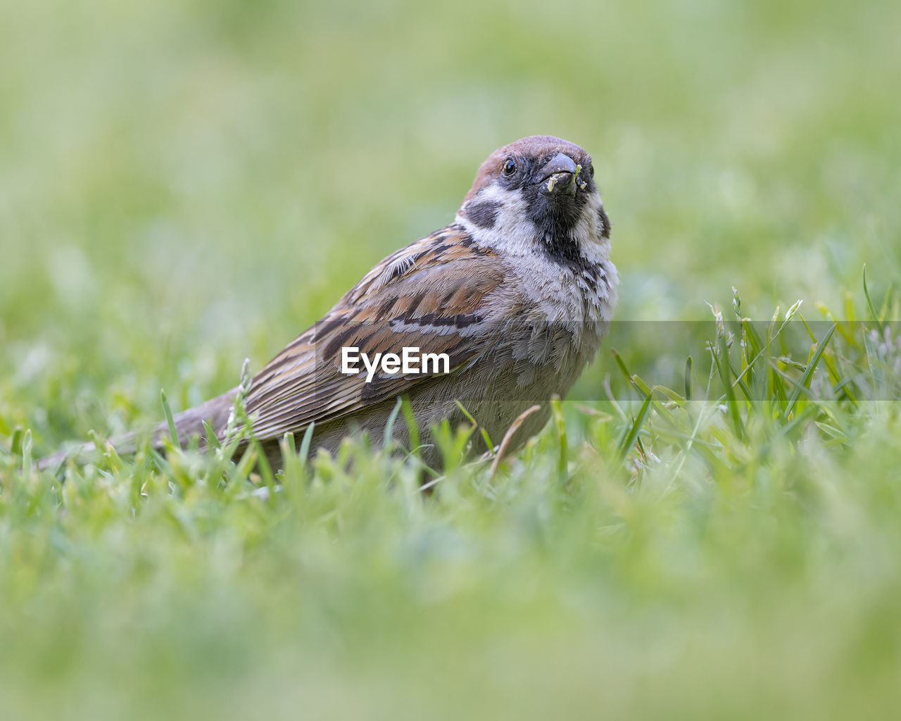 close-up of bird perching on grass