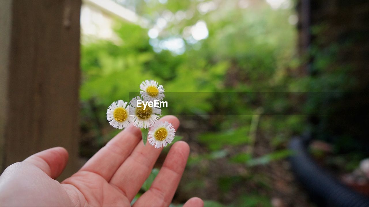 Close-up of hand holding flowering plants