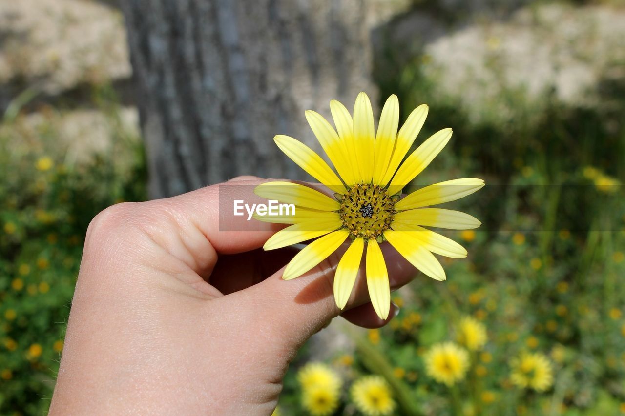 A yellow flower in a hand