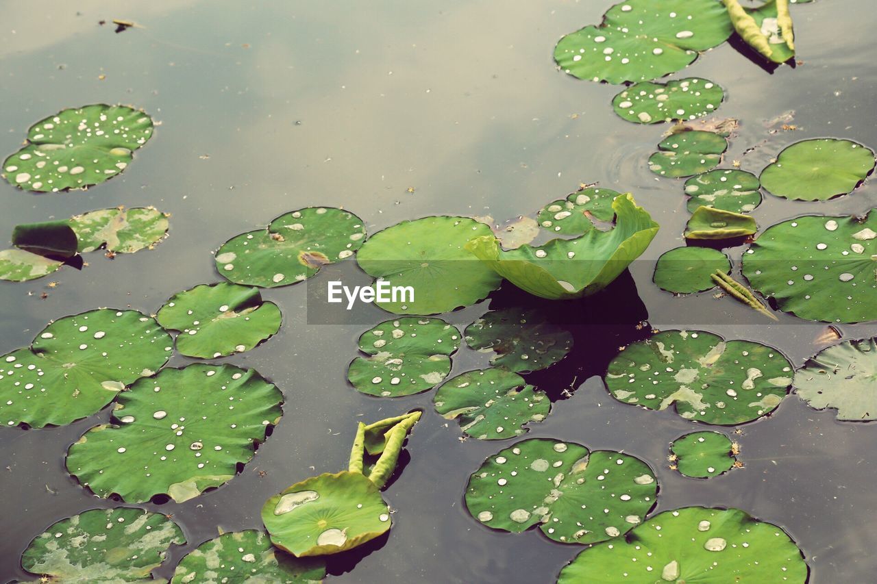 LEAVES FLOATING ON WATER