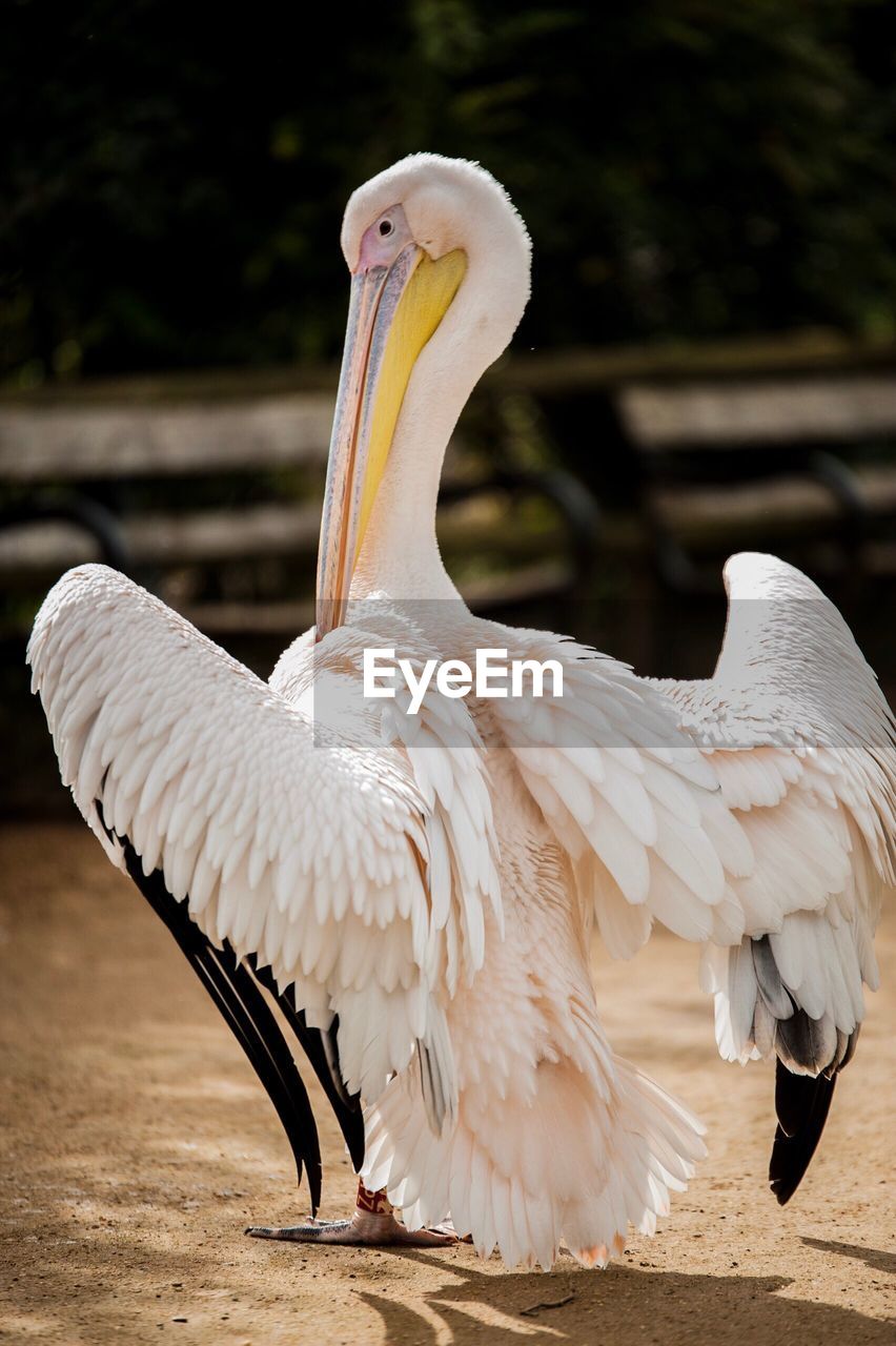 CLOSE-UP OF WHITE BIRD PERCHING ON BRANCH