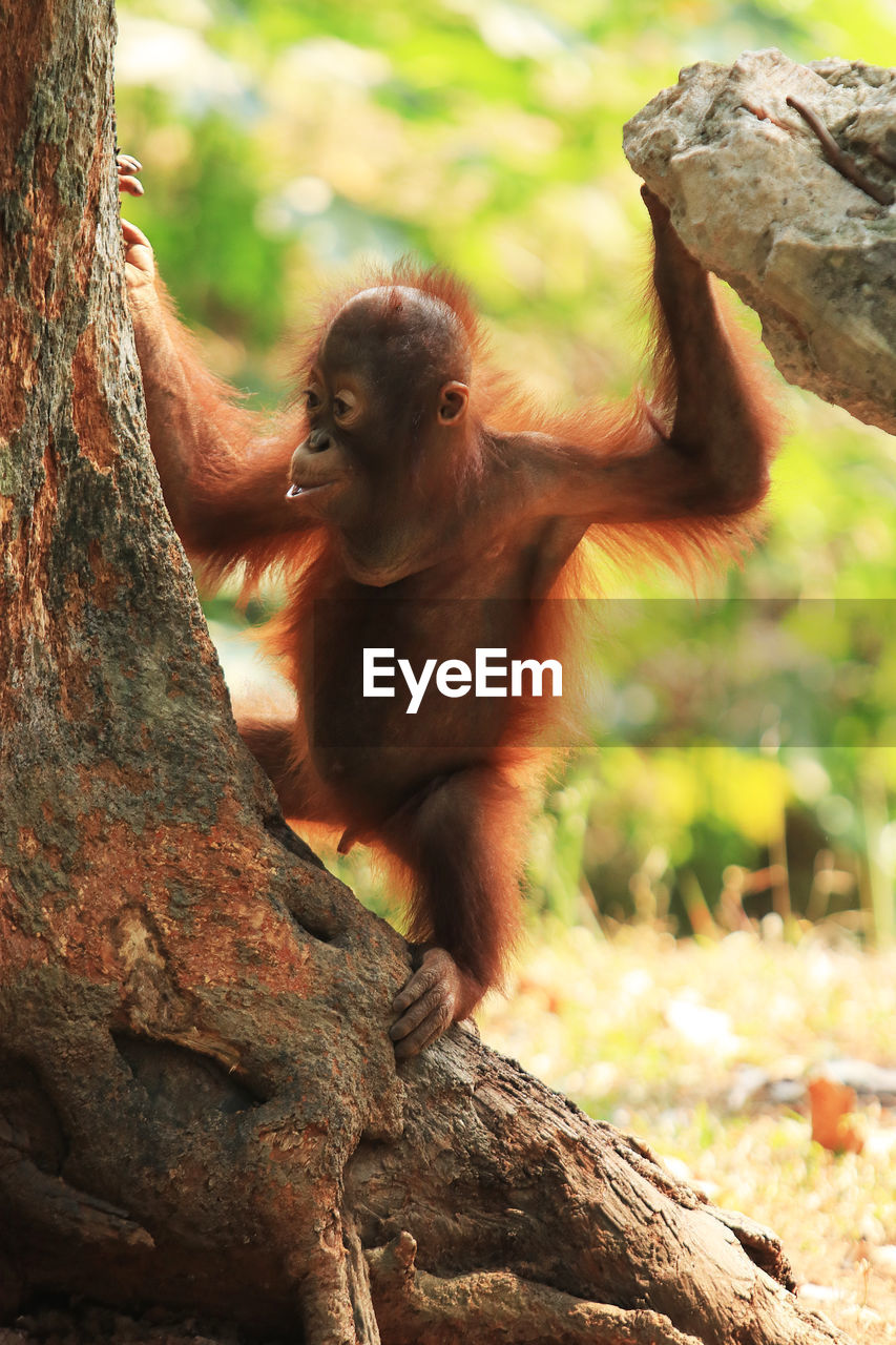 Baby orangutan hanging on tree 