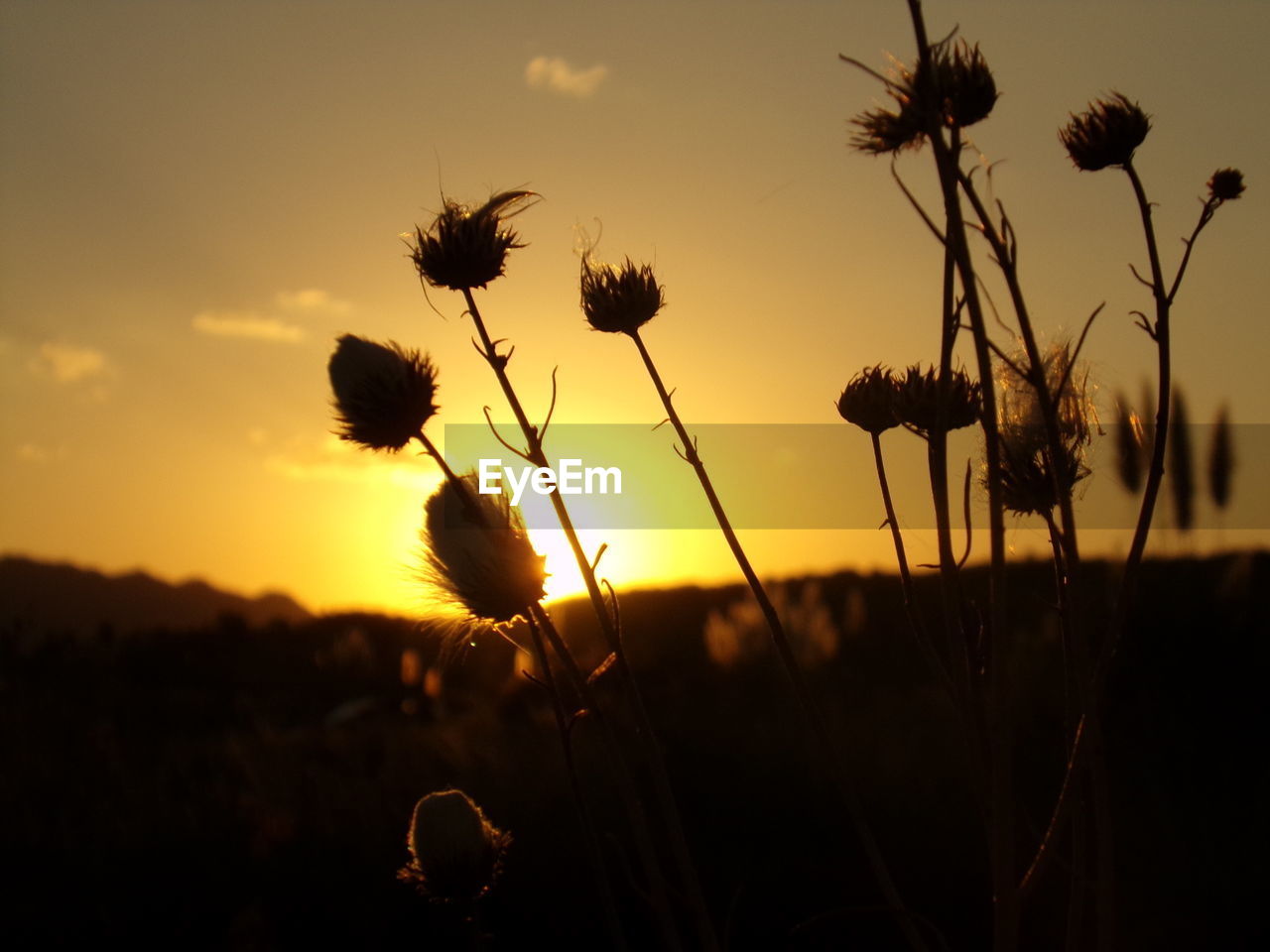 CLOSE-UP OF FLOWER GROWING IN FIELD AGAINST SKY