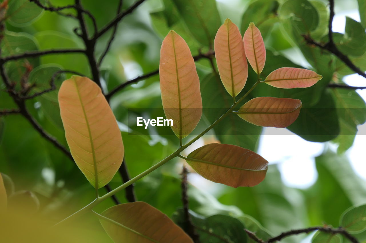 Close-up of autumnal leaves against blurred background