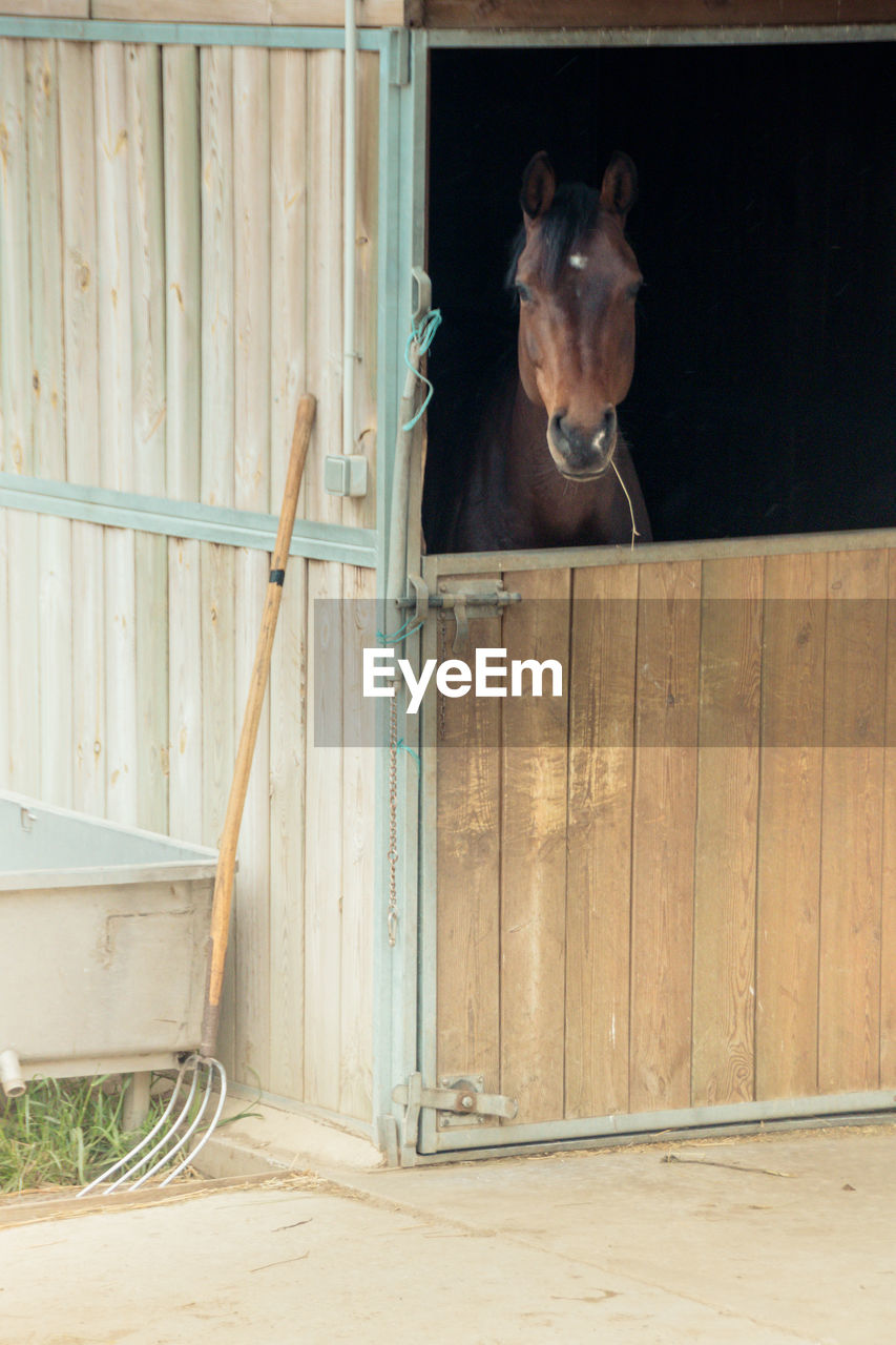 Horse in its box in a stable