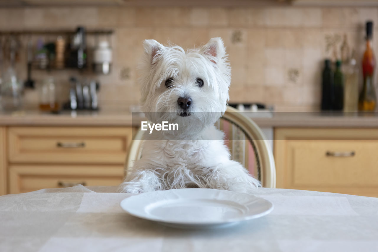 White dog west white terrier sits at the dining table in the kitchen in front of an empty plate