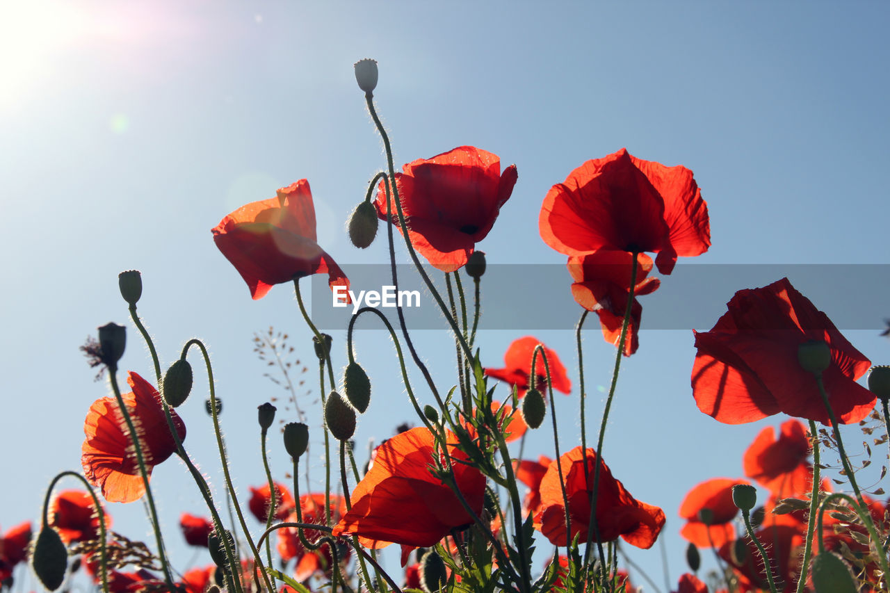 Low angle view of red tulips blooming against clear sky