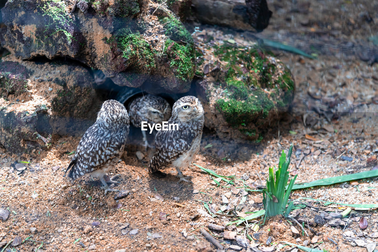 HIGH ANGLE VIEW OF PIGEONS ON ROCK