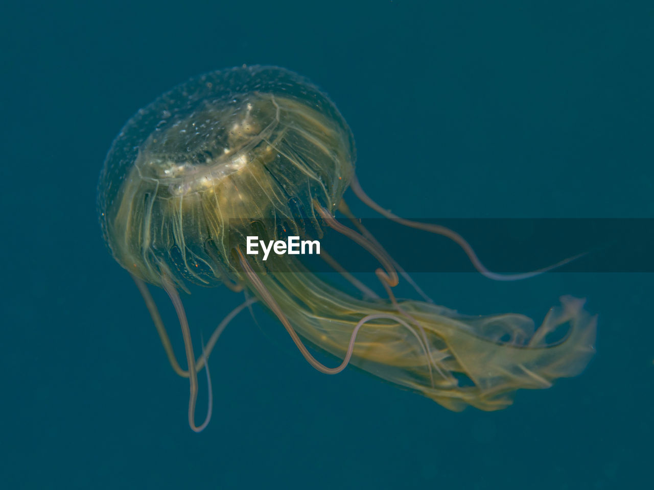 Close-up of jellyfish swimming in sea