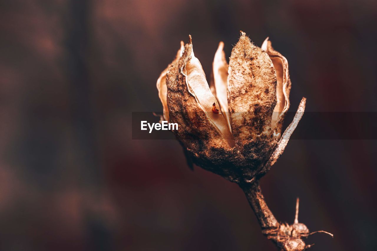 Close-up of dried plant