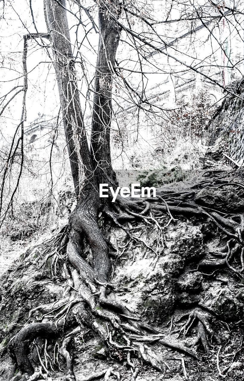 VIEW OF BARE TREE IN WATER