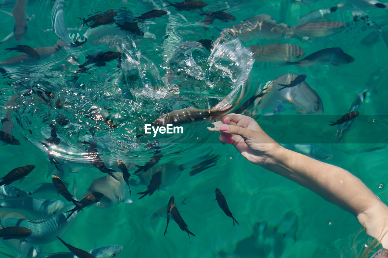 The hand of a young white woman feeding tropical fish in the aegean sea