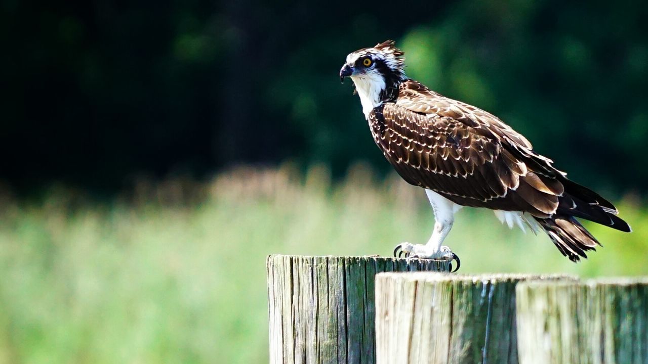 Side view of osprey perching on wooden post