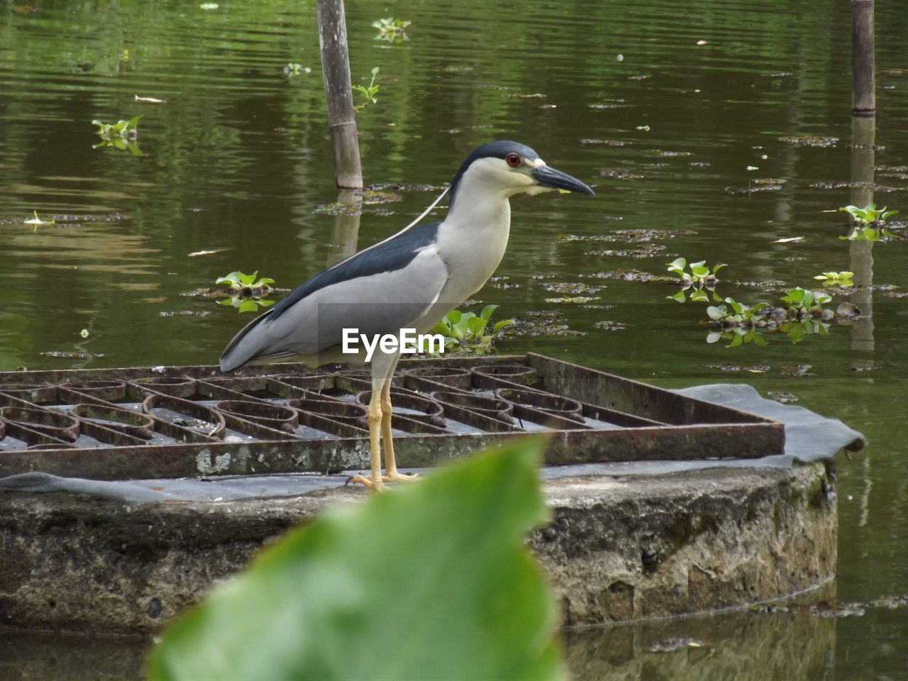 HIGH ANGLE VIEW OF GRAY HERON PERCHING IN LAKE