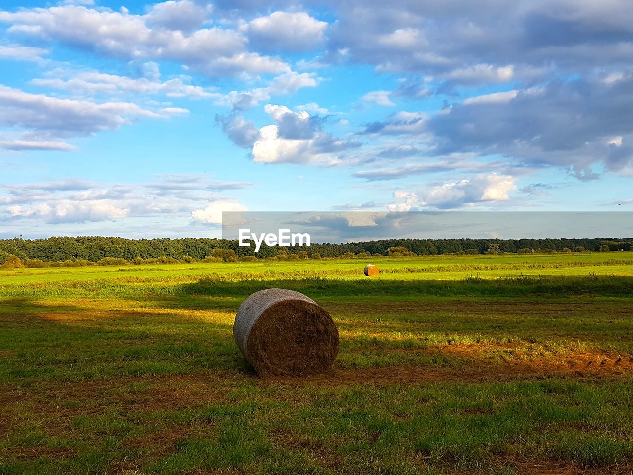 HAY BALES IN FIELD