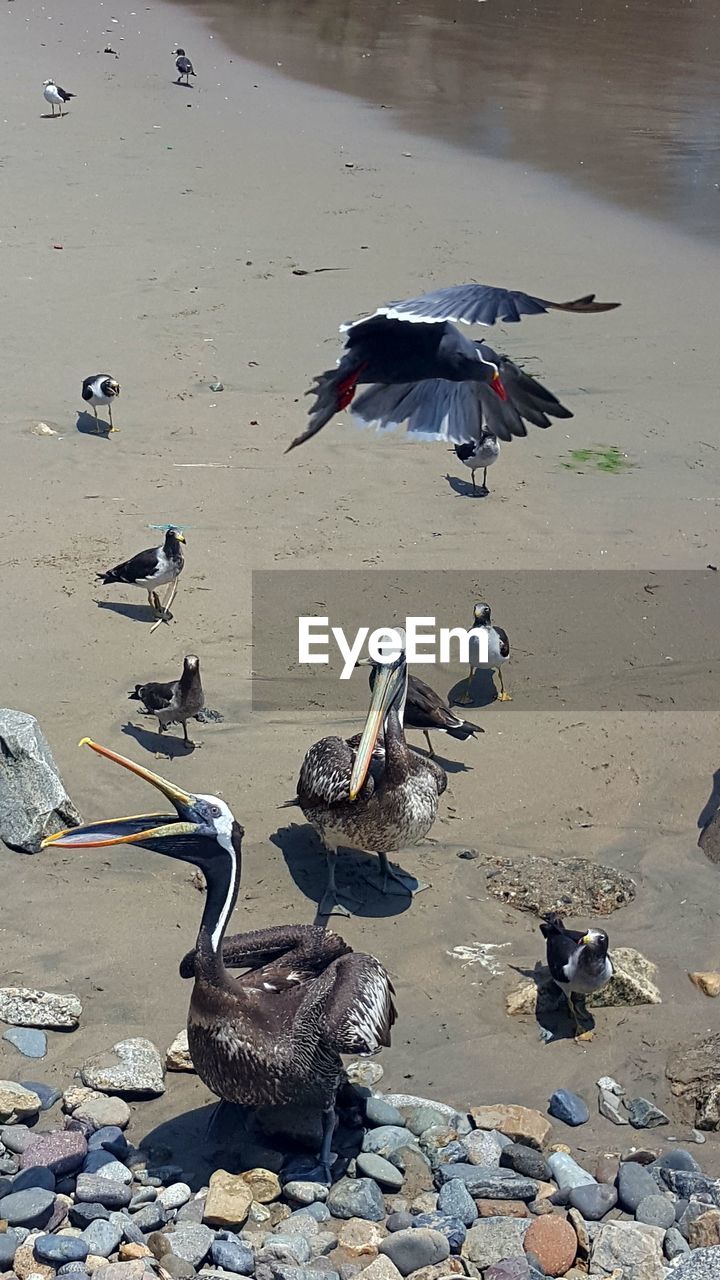 BIRDS ON BEACH