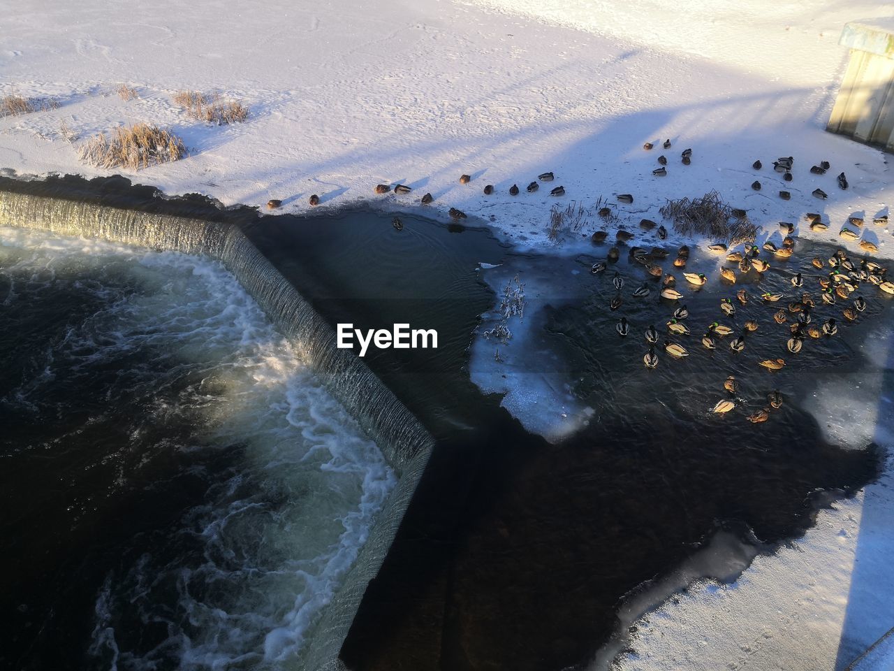 Ducks swim in the frost in the frost-free area