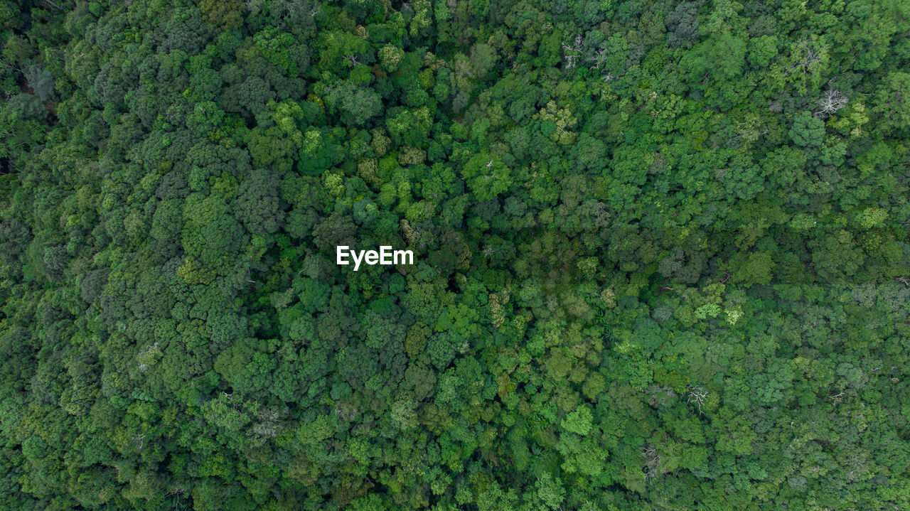 Aerial top view forest green tree, rainforest ecosystem and healthy environment background.