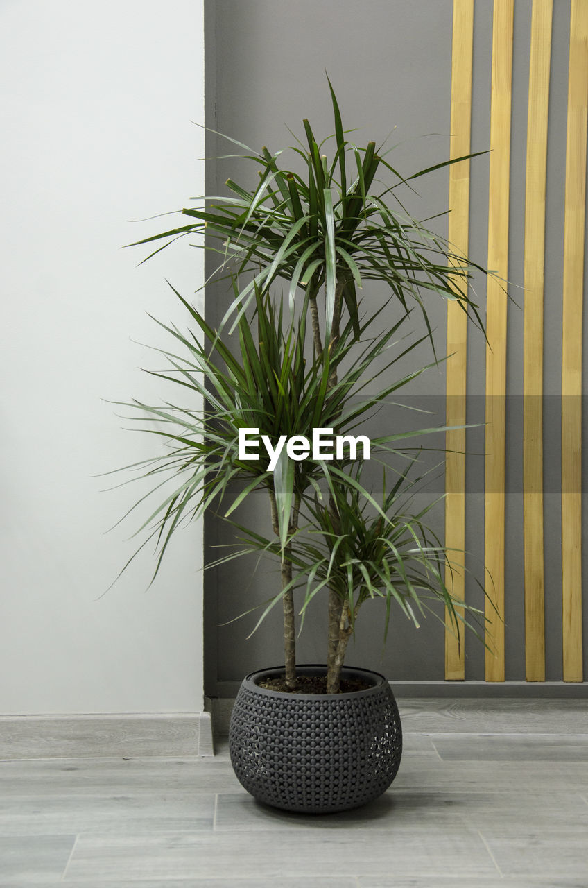 Dracaena in a low semicircular pot against a white-gray wall with thin vertical slats of light wood. 