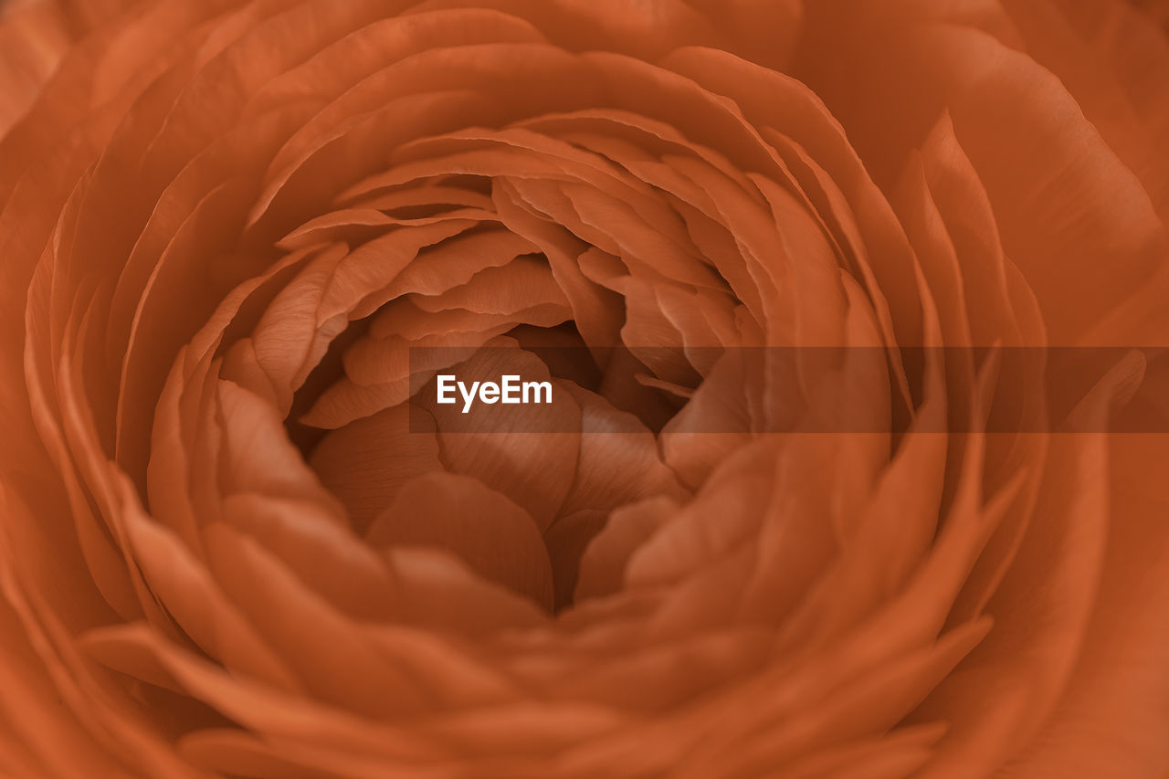 Full frame shot of red ranunculus petals