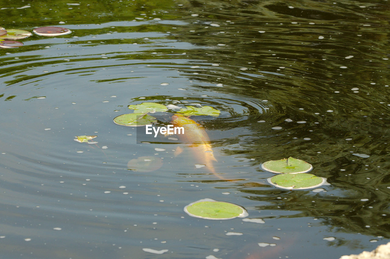 HIGH ANGLE VIEW OF KOI FISH IN LAKE