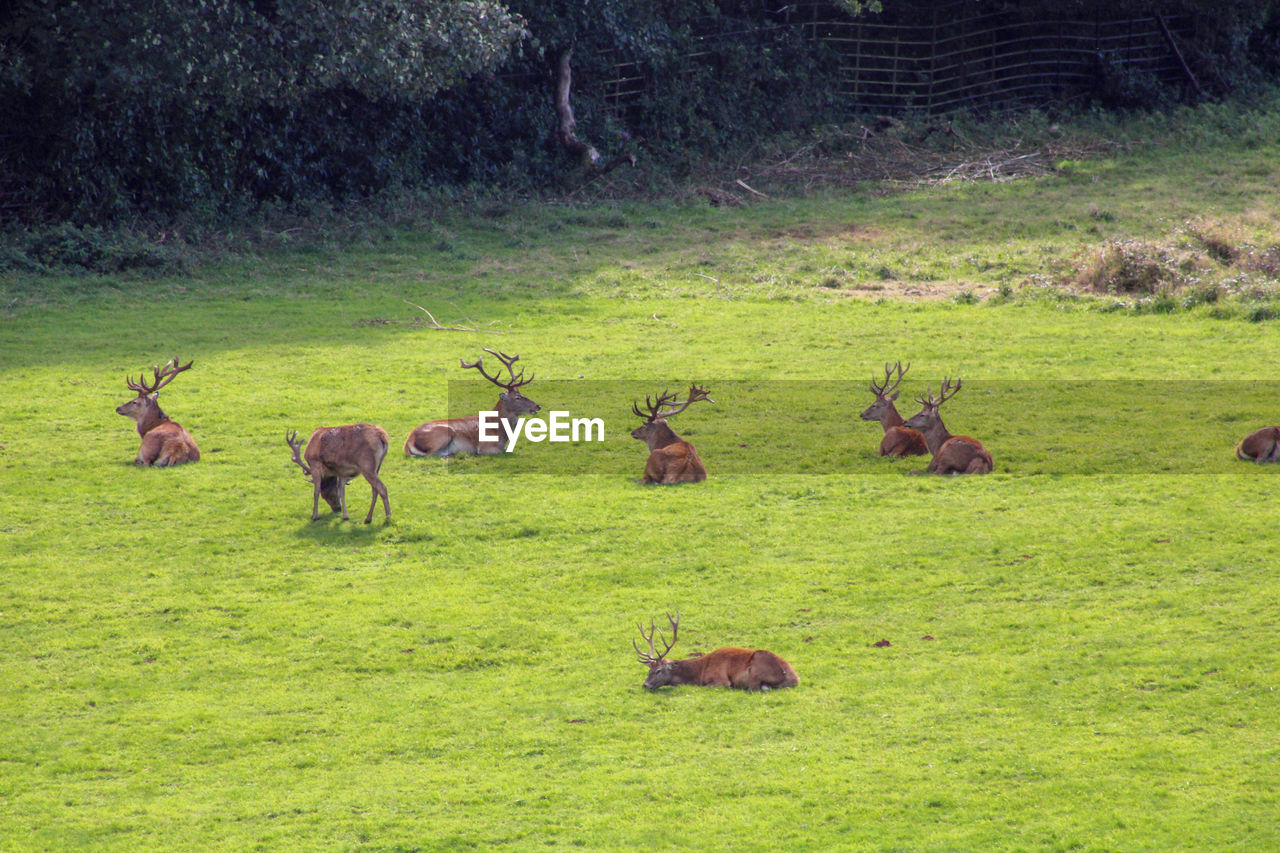 Deer grazing in a field