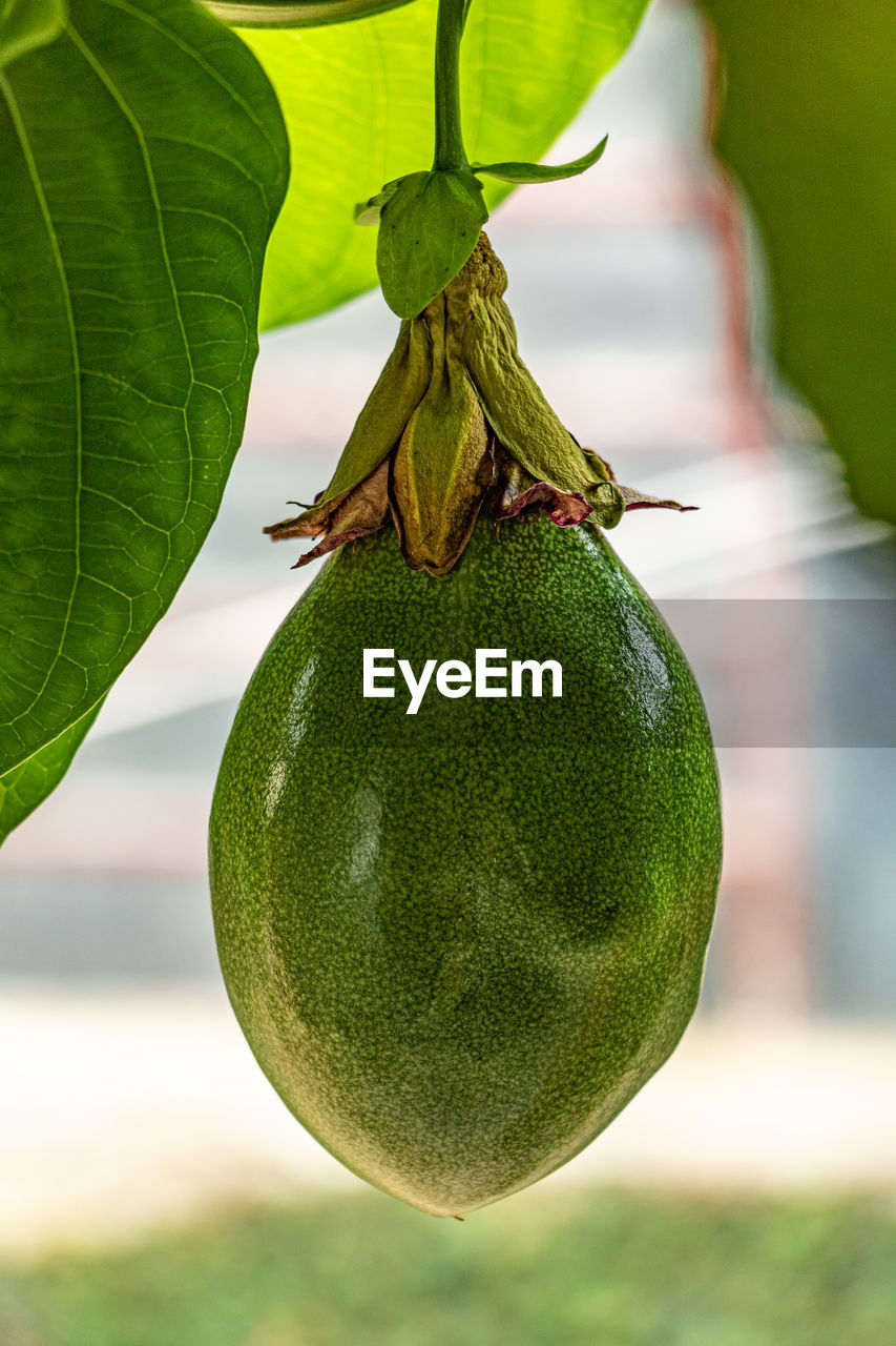 close-up of fruit on tree