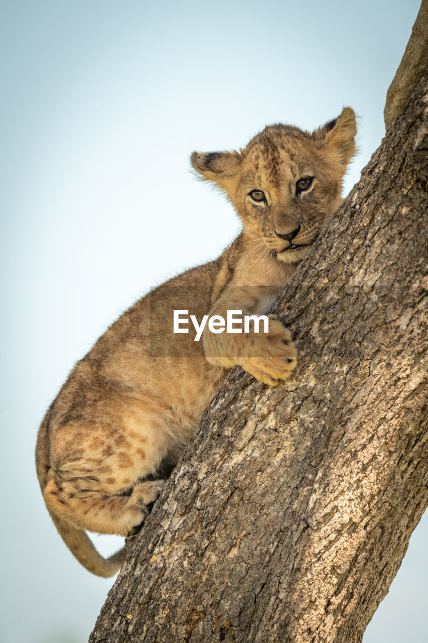 Low angle view of lion cubs resting on tree trunk