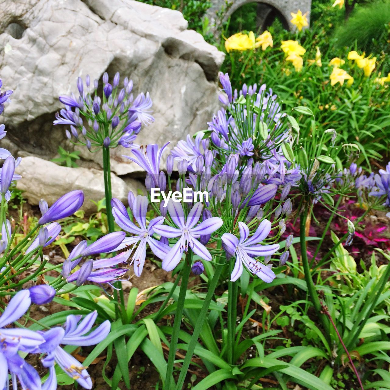 Close-up of purple flowers