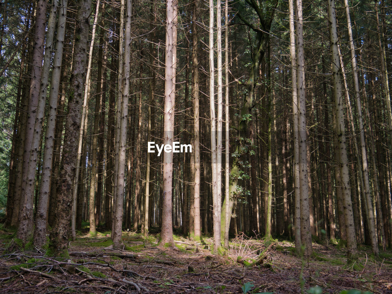 TREES GROWING IN FOREST