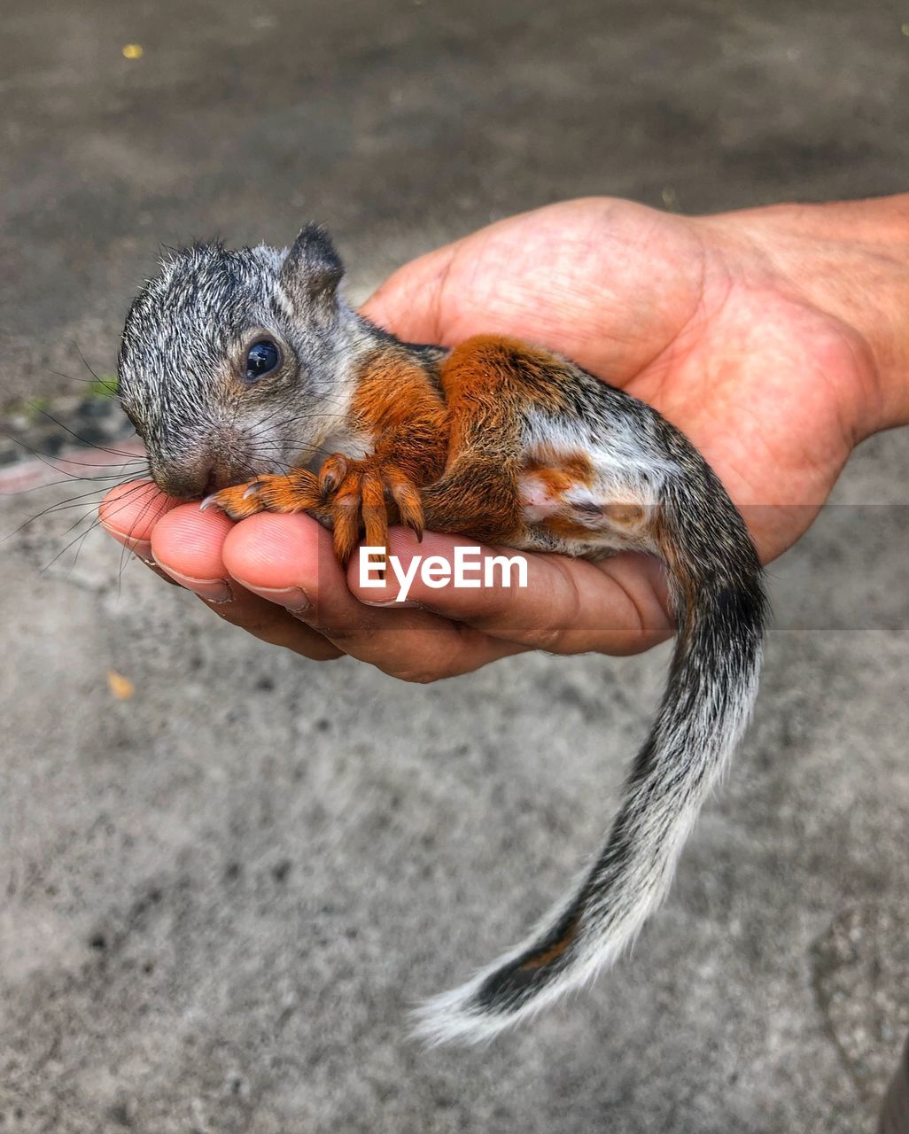 A baby squirrel held in a hand 