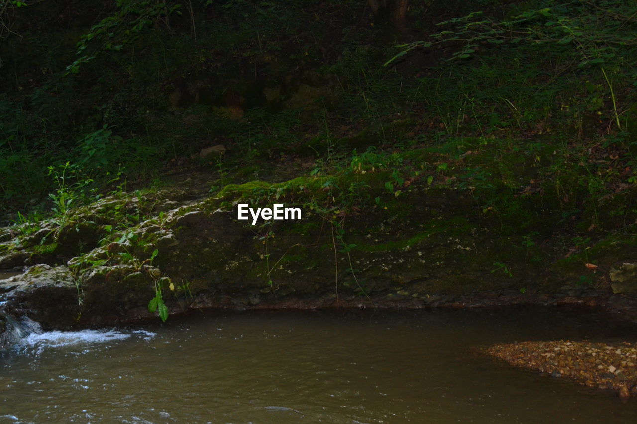 SCENIC VIEW OF RIVER AMIDST TREES IN FOREST