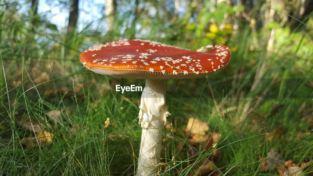 CLOSE-UP OF FLY AGARIC MUSHROOM