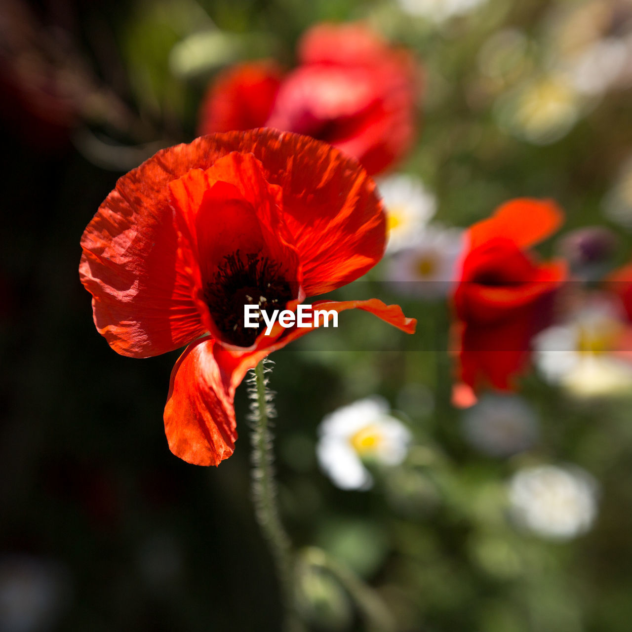 Close-up of red poppy flower