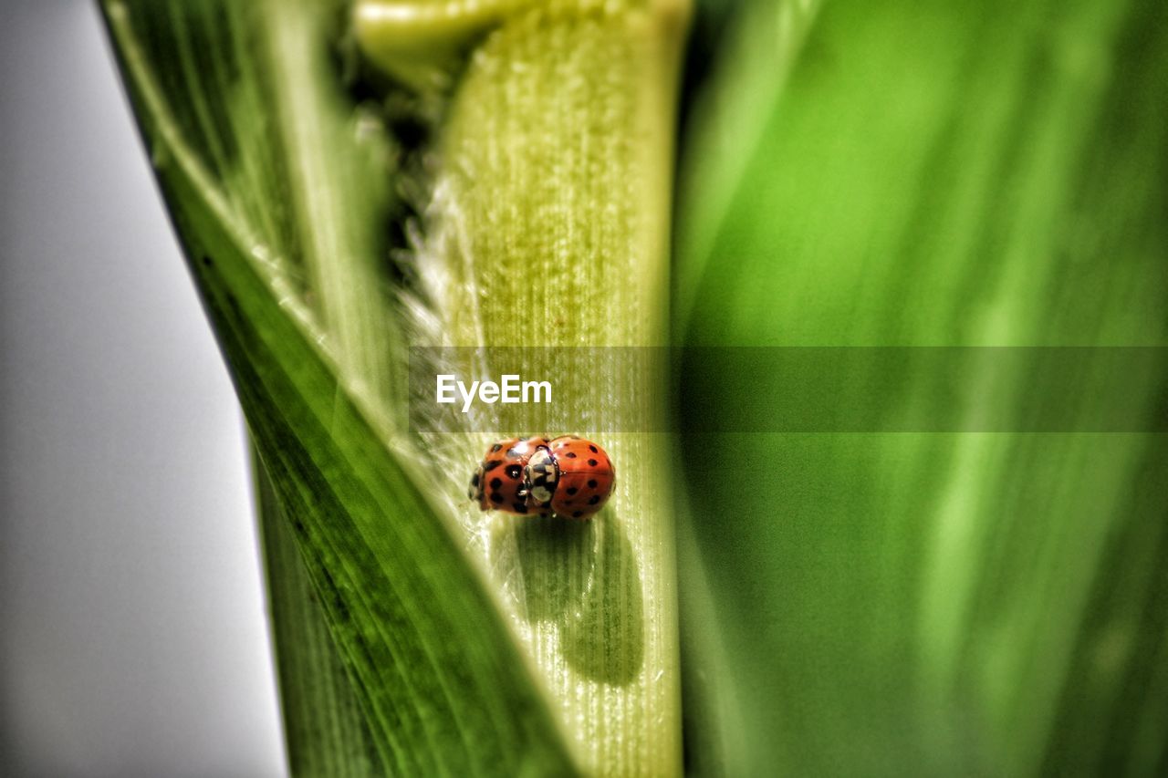 INSECT ON LEAF