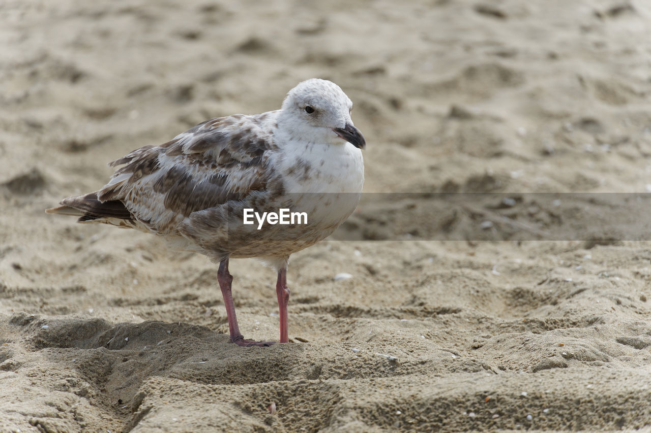 animal themes, animal, bird, animal wildlife, wildlife, one animal, gull, land, sand, beach, nature, seabird, beak, sandpiper, seagull, no people, focus on foreground, european herring gull, full length, day, outdoors, sea, close-up, sunlight