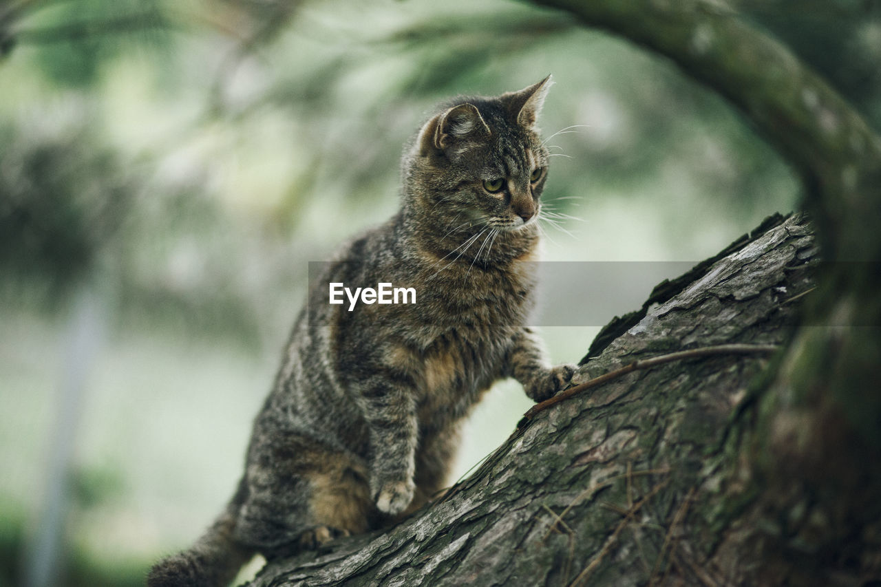 Close-up of cat on tree