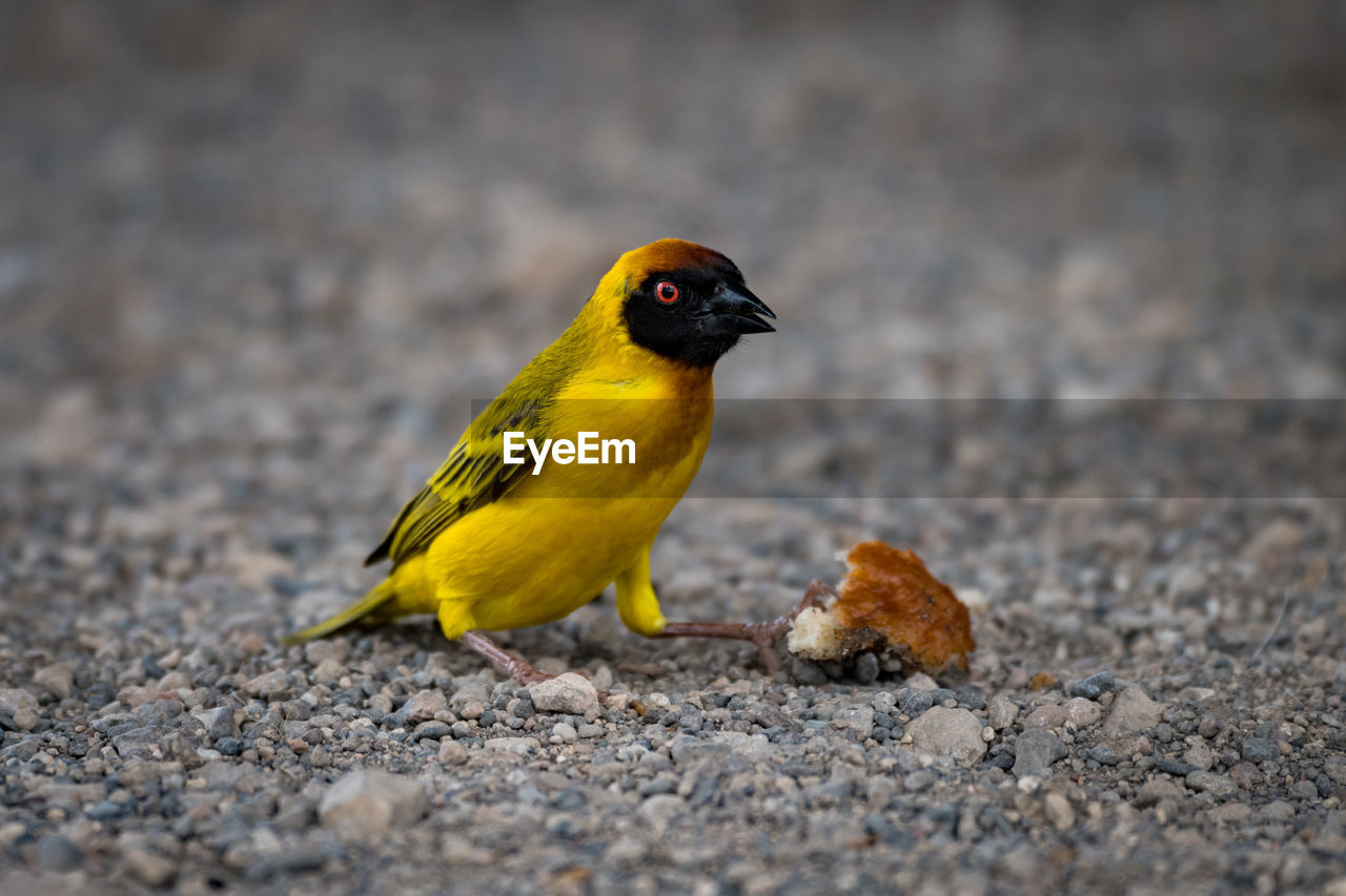 Close-up of bird perching on field