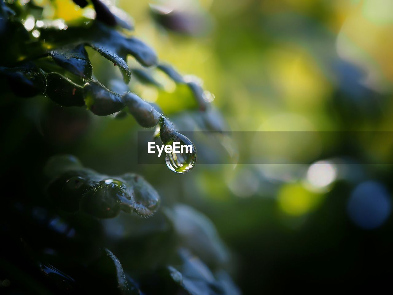 Close-up of water drop on plant