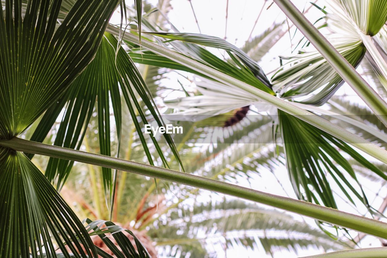 Close-up of palm tree leaves