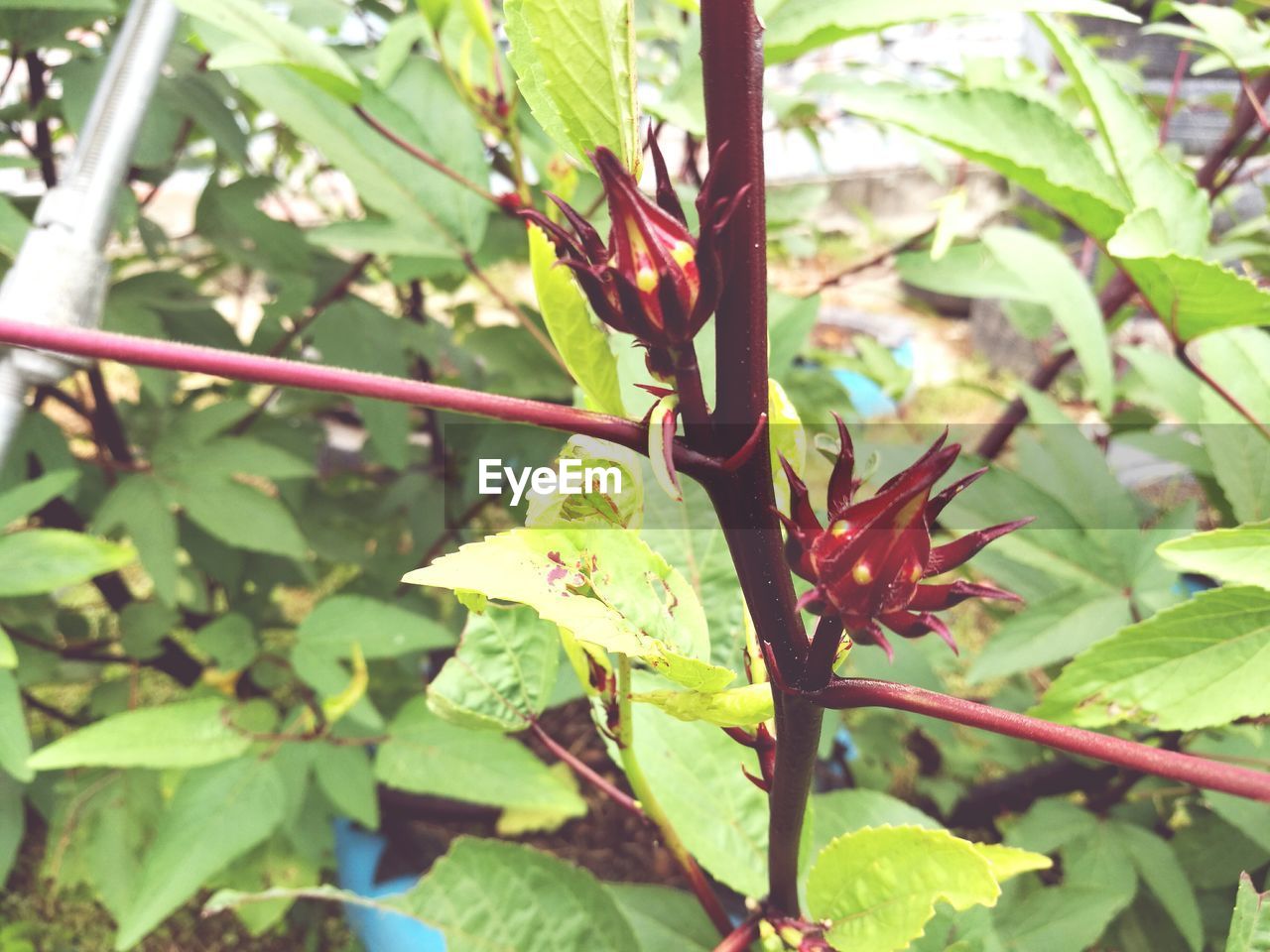 CLOSE-UP OF CATERPILLAR ON PLANT